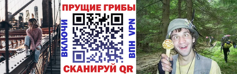 kraken зеркало  Орёл  Галлюциногенные грибы Psilocybine cubensis 